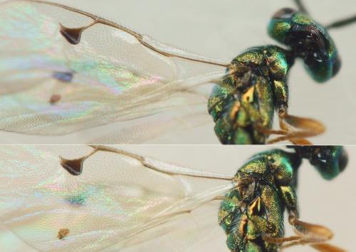 Réf. 221 987 : Miscogaster sp.